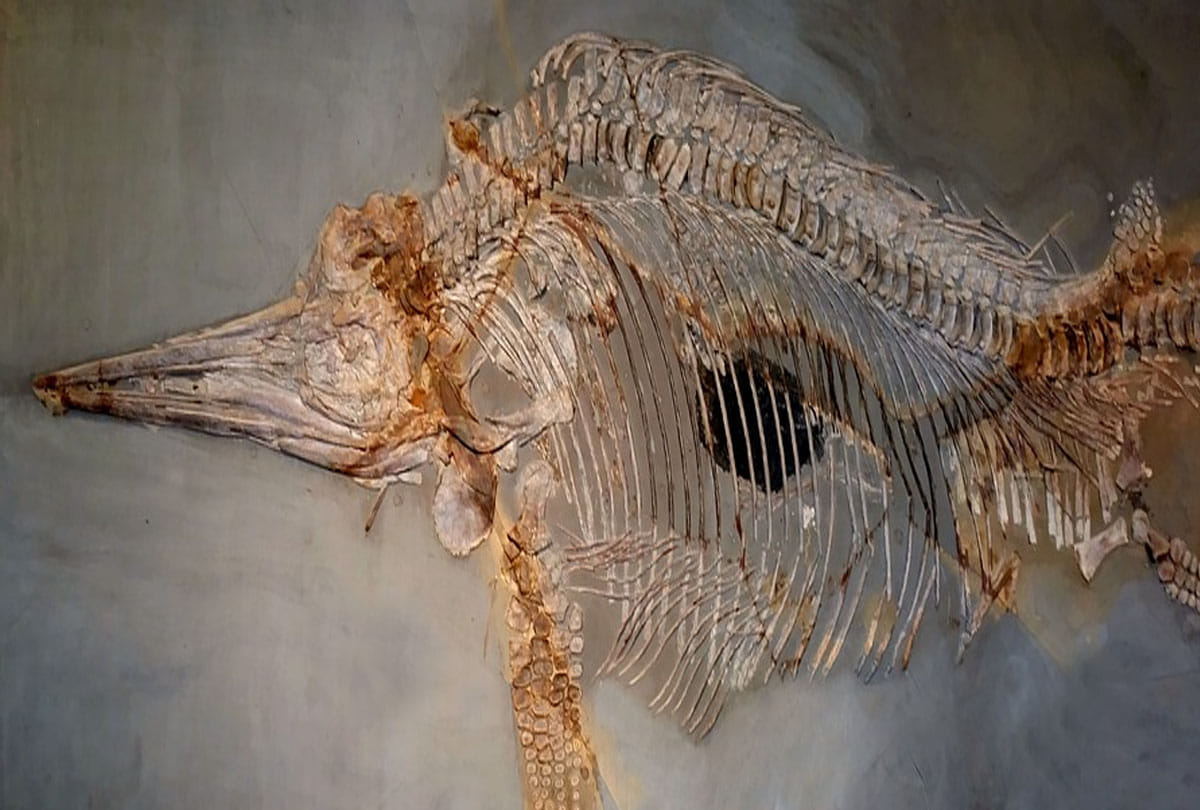 discovered triassic sea monster in nevada us worlds scientist shocked