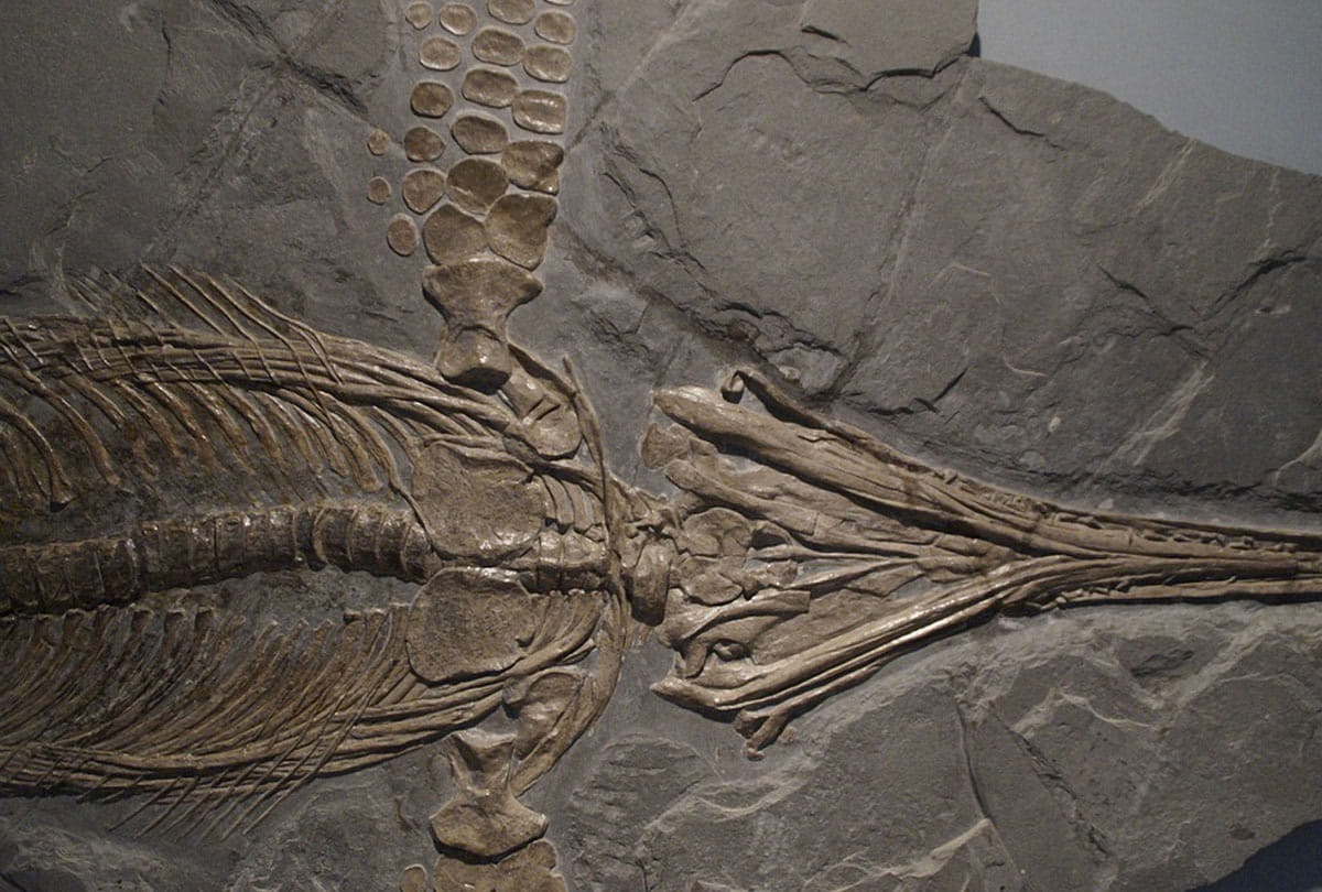 discovered triassic sea monster in nevada us worlds scientist shocked