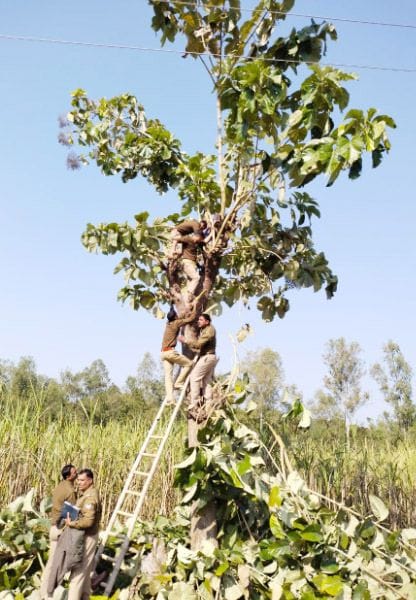 Laborer cutting tree branches dies after being hit by high tension line