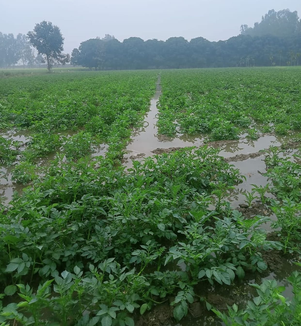 55 bigha crop submerged due to cutting of Rajbha