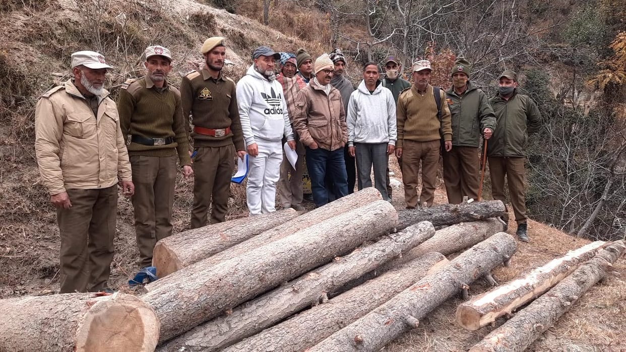 Illegally cut and hidden Devdar wood recovered