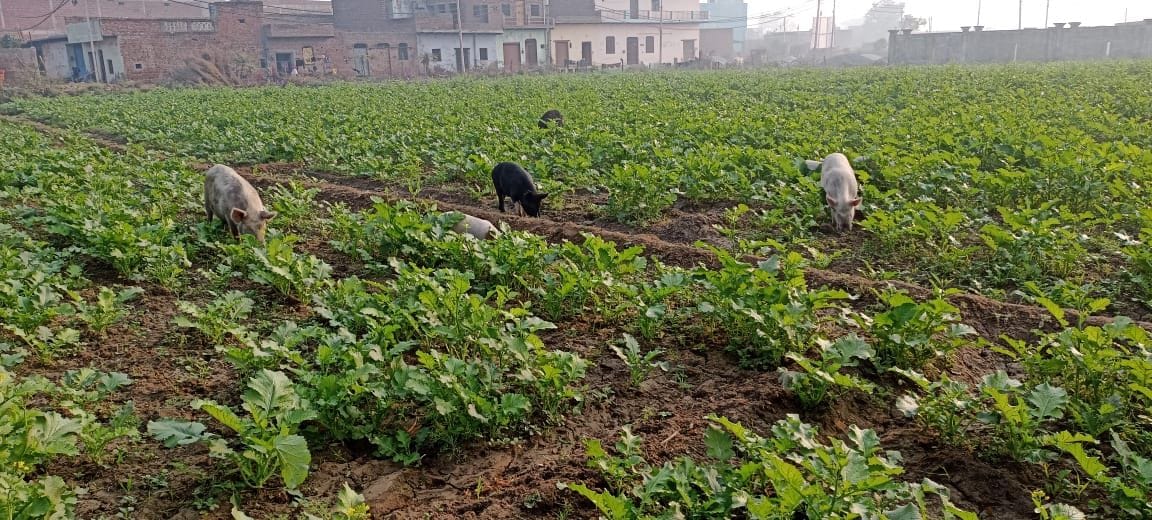 Hathras: Damage to crops by domesticated animals, farmers upset