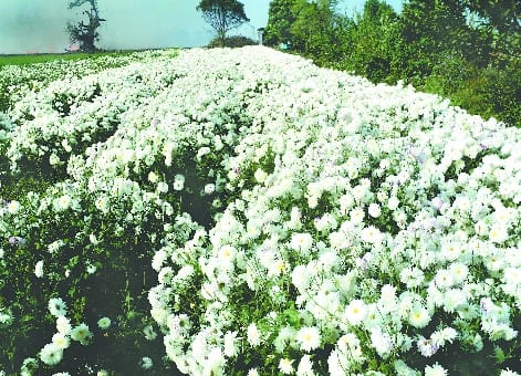 The land of Bankeganj became the laboratory of co-cropped farming