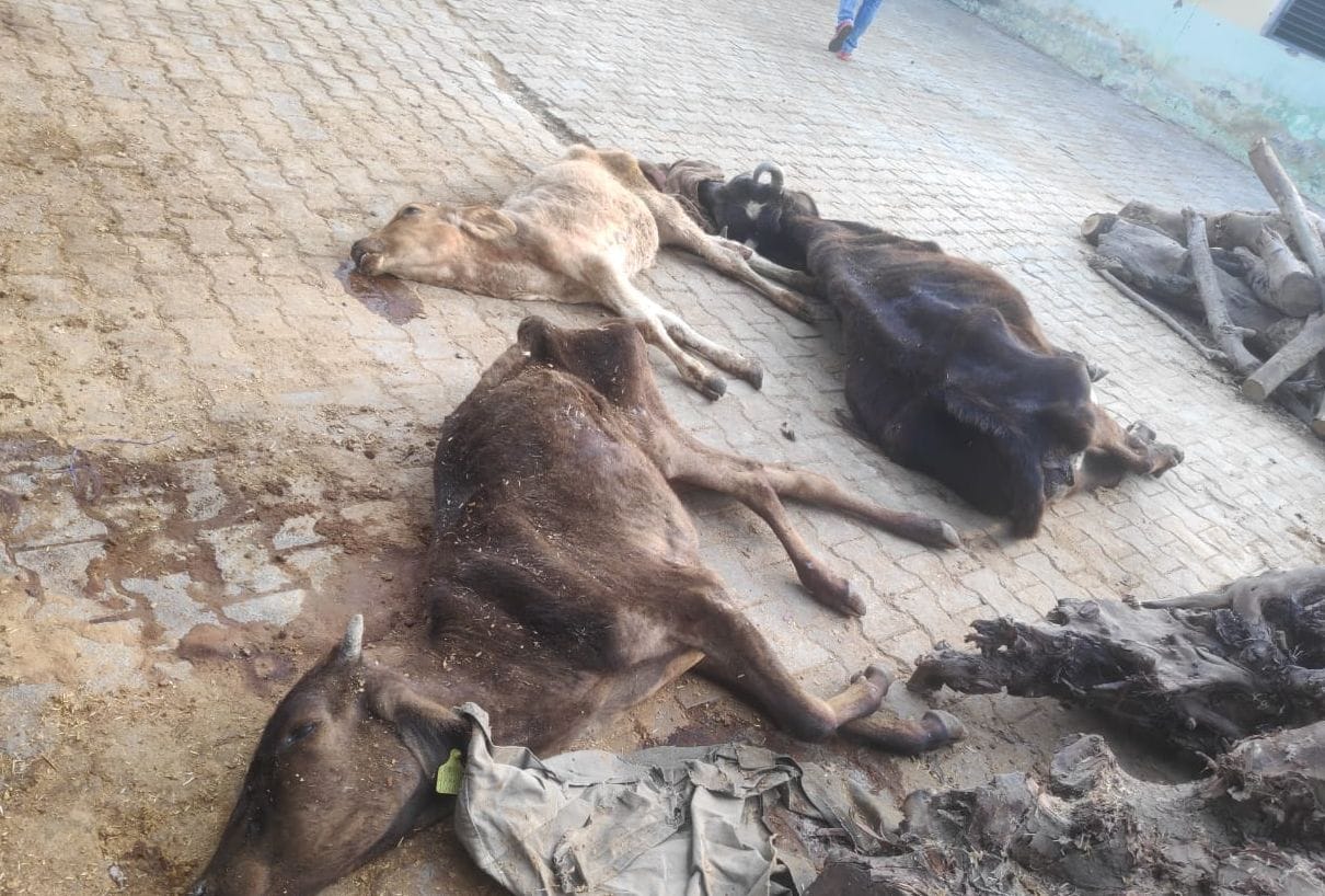 Due to hunger and cold, the condition of the cattle in the cowshed is deteriorating