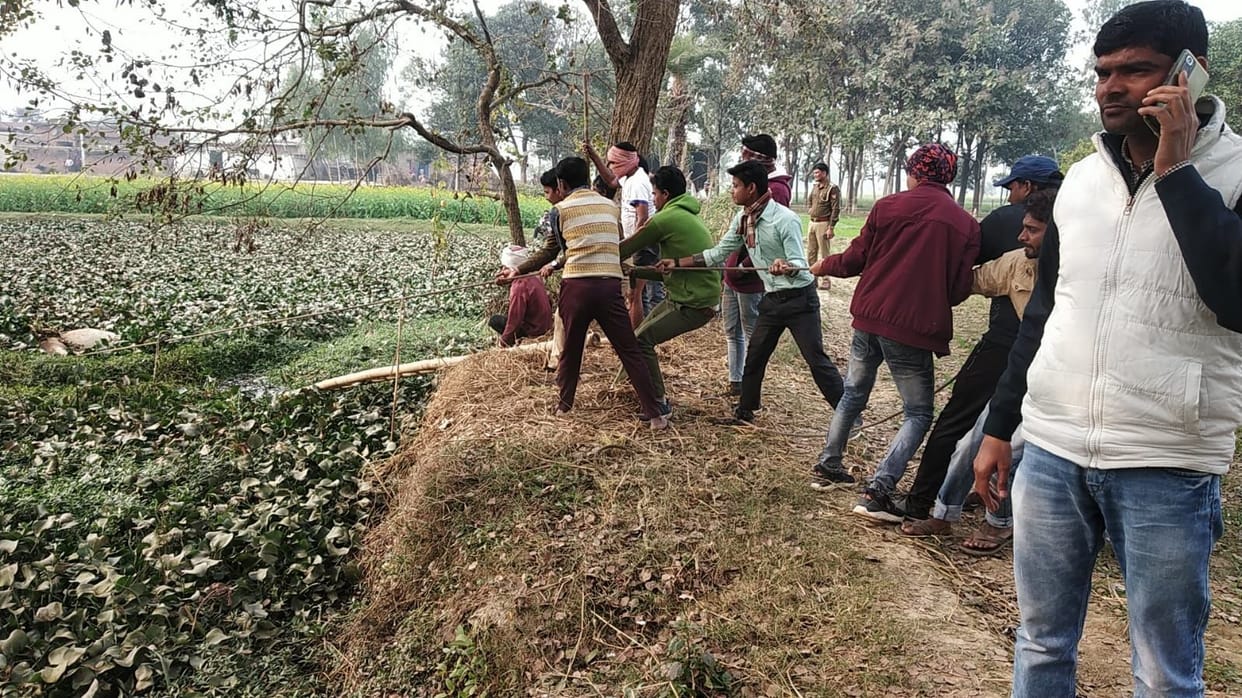 Six animals died after getting trapped in the hyacinth and swamp of the pond