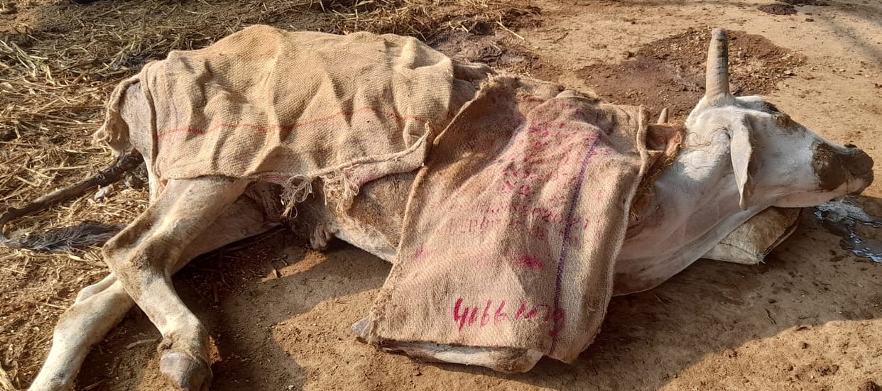 fathepur news,Weak and sick cows