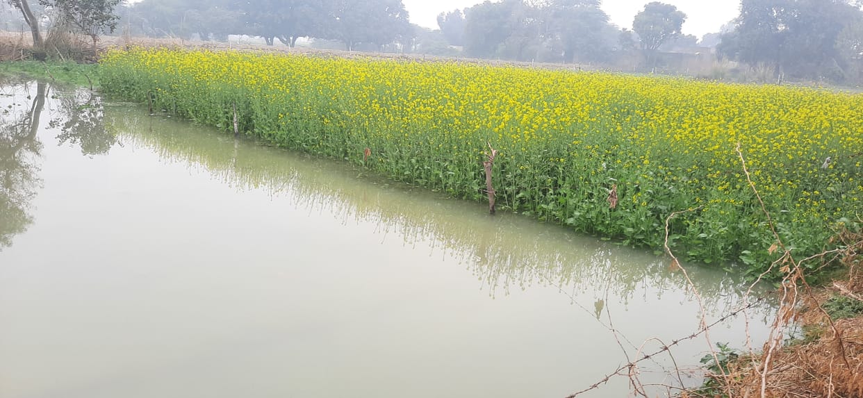 Wheat and mustard crops submerged due to the cutting of Rajbaha's track