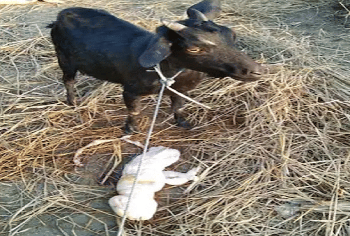 Goat gave birth to a human like baby in Assam Cachar district