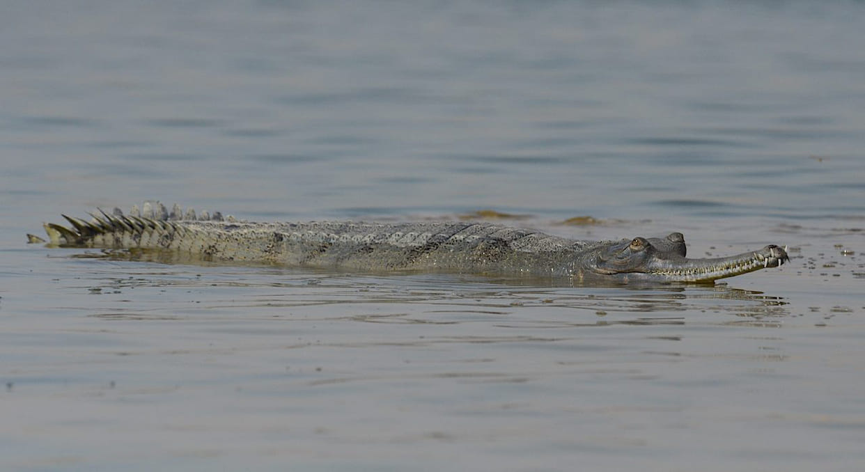 Winter: Forest Department increased surveillance of alligators in Chambal