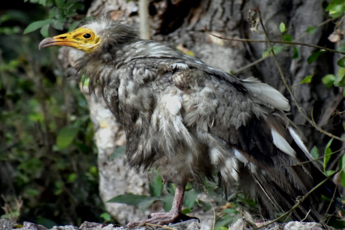 Rare Vulture found in meerut: Deadly Chinese manja snatched Parvaz