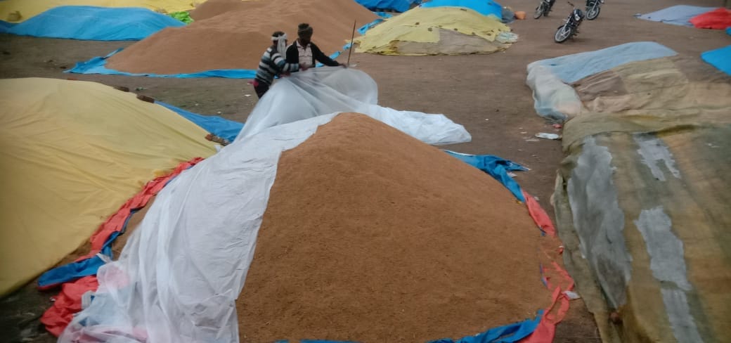 Cold increased due to rain, paddy soaked at purchasing centers