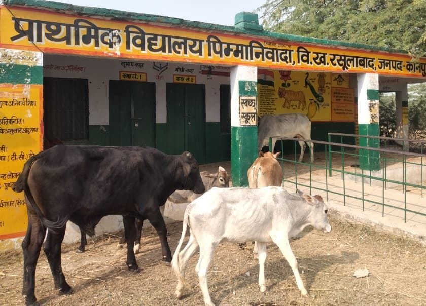 Kanpur dehat : Seeing the crop being ruined, the farmers closed the cows in the school