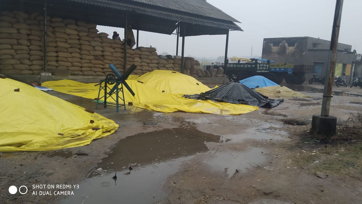 Disaster rain on farmers waiting for purchase