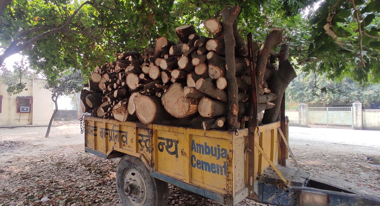 fathepur news,Evaluation not auctioned, trees standing in tehsil given benches