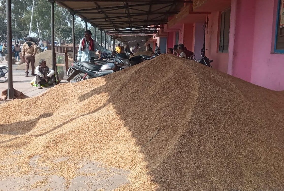Hathras: Farmers worried due to fall in paddy prices