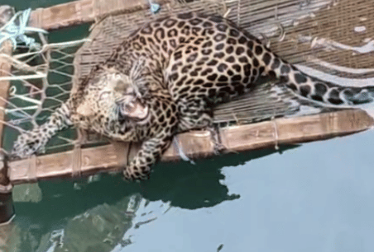 Leopards in Bhopal: Leopard rescued from well, Three leopards still missing, Leopard ate goat and escaped