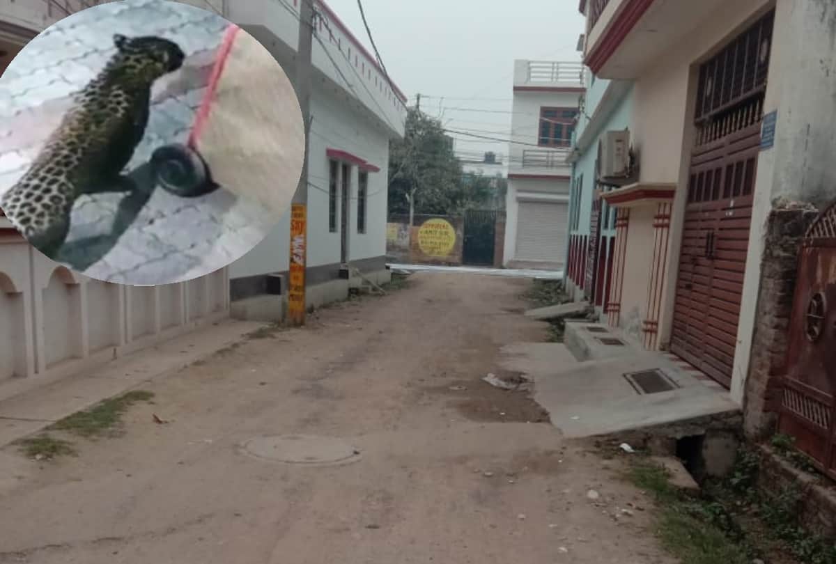 People are scared of leopard in Kalyanpuri in Lucknow.