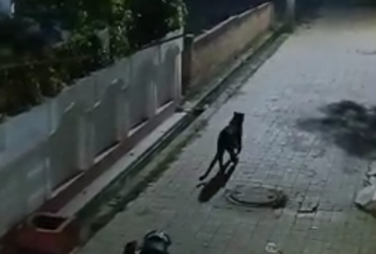 Relief in Lucknow: Leopard seen in Barabanki, police administration alert
