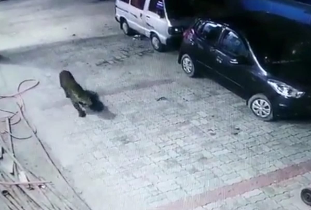 Rajasthan Pali news: Street dogs chased away a leopard in sadri market