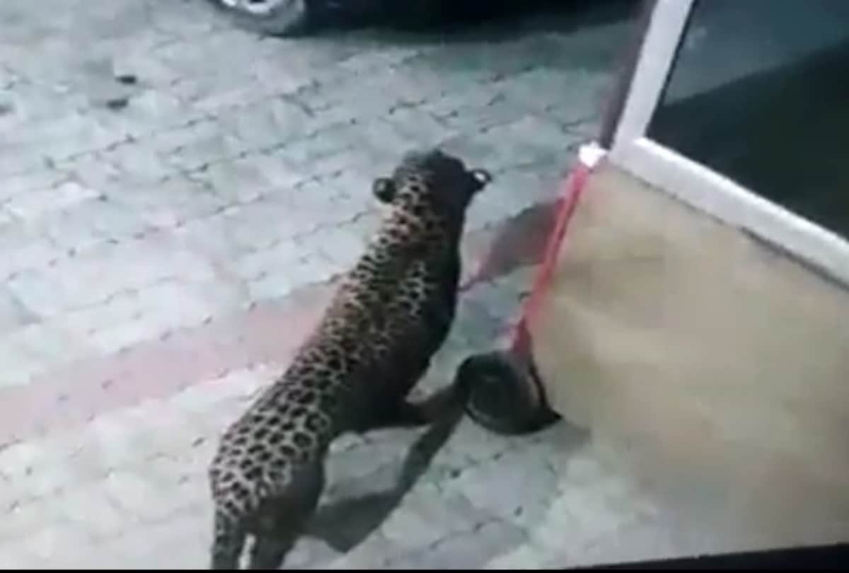 People are scared of leopard in Kalyanpuri in Lucknow.
