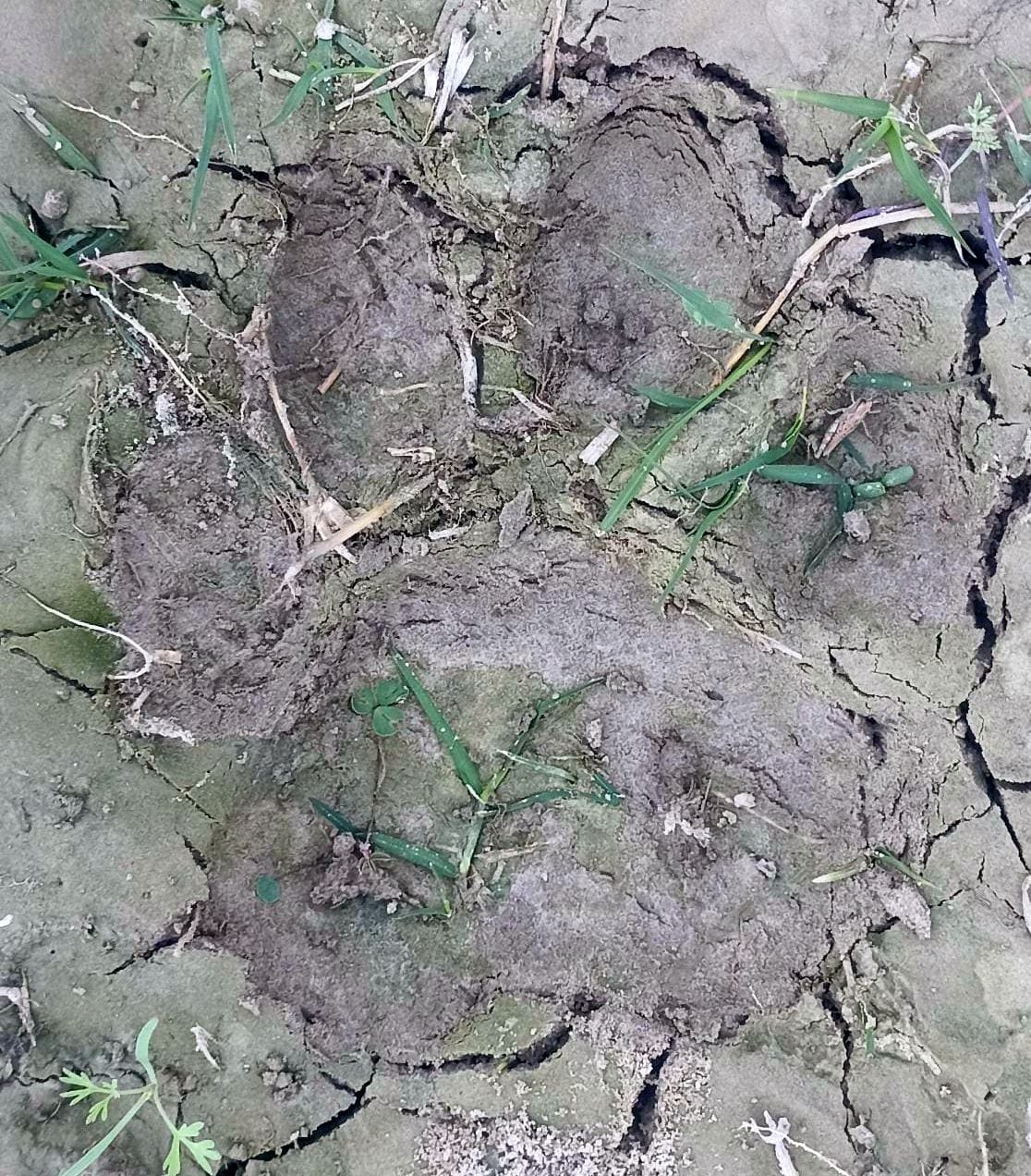 tiger foot sign found