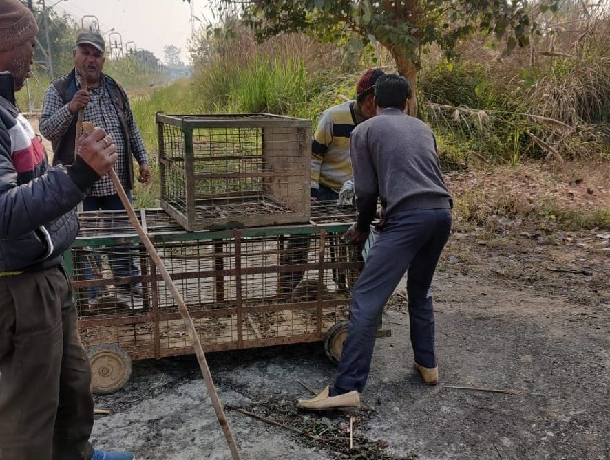 The cage was removed without catching the Guldar and the cub