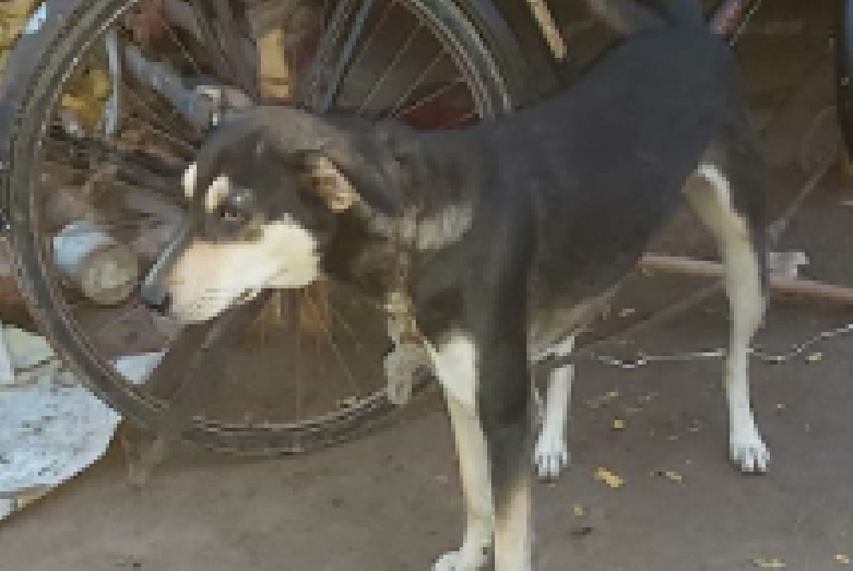 Shocking suicide in MP: When the mother asked the pet dog to run away from the house, the son hanged the dog in his lap