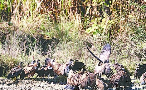 The number of vultures started increasing in the Terai