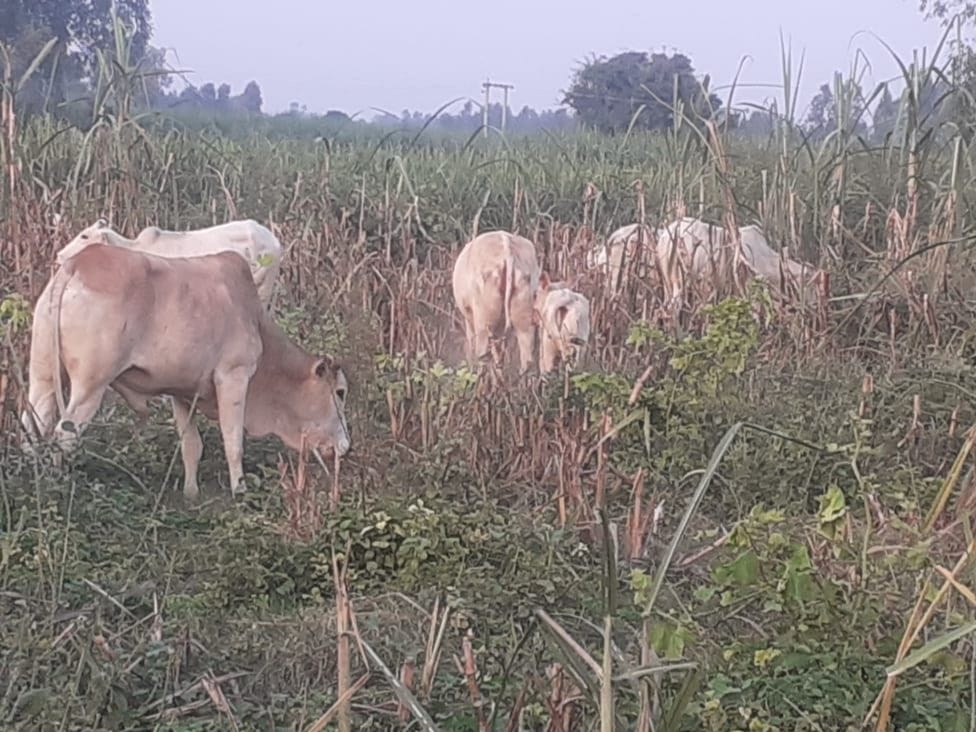 Farmers troubled by abandoned animals, raised demand for compensation