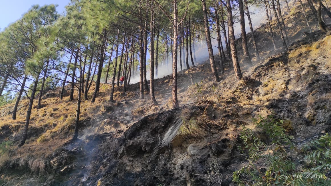 forest fire in nither thirty tree brunt