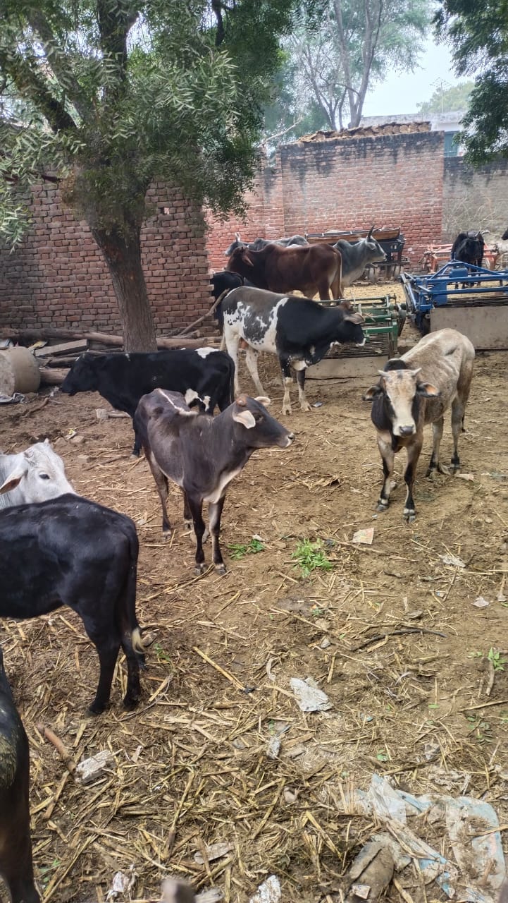 Nomadic animals destroying crops were closed in the boundary wall