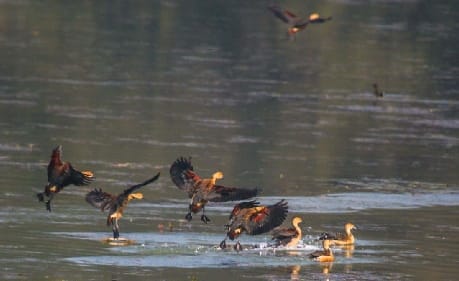The changing mood of the weather is attracting the migratory birds