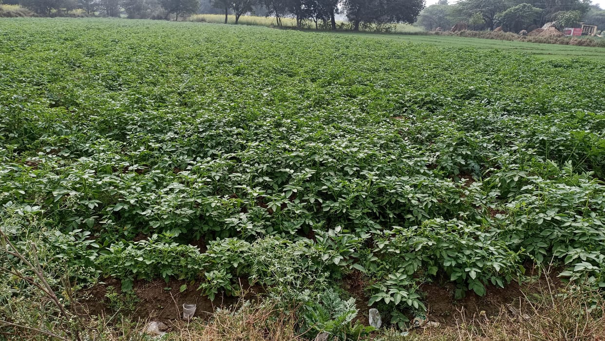 Three lakh farmers in Kanpur dehat, crop insurance of only 25 thousand