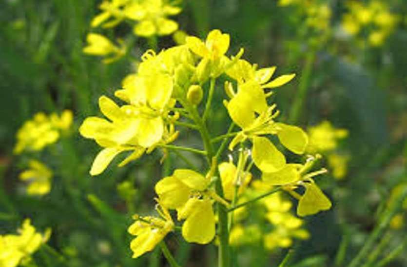 Agriculture: Cholesterol Free Pusa Mustard-32 will make rich
