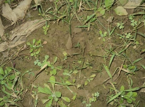 Two leopards were seen roaming near the population, panic among villagers