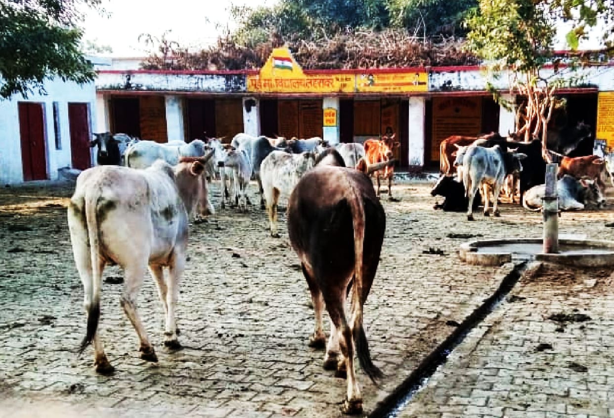 Troubled farmers stopped animals in school