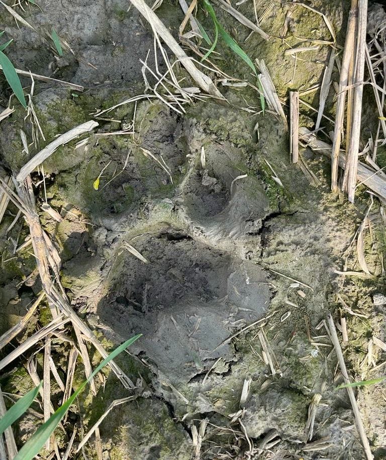 tiger reached at narayanpurwa