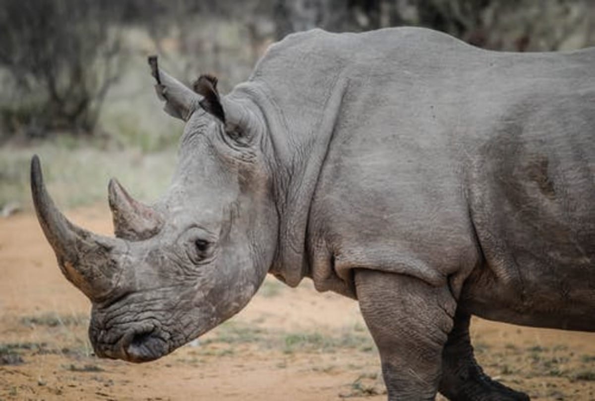 worlds strongest animal on earth who can lift hundreds of kilo weight know about them