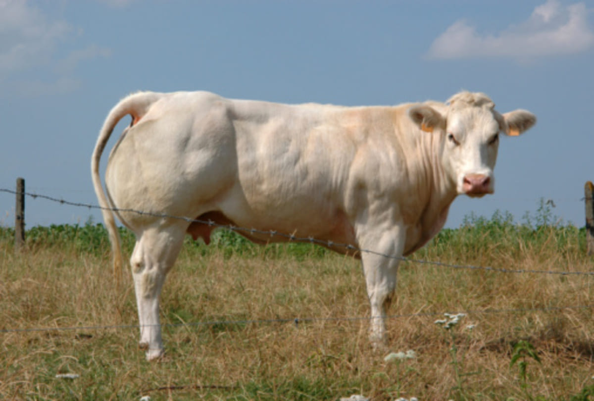 worlds strongest animal on earth who can lift hundreds of kilo weight know about them
