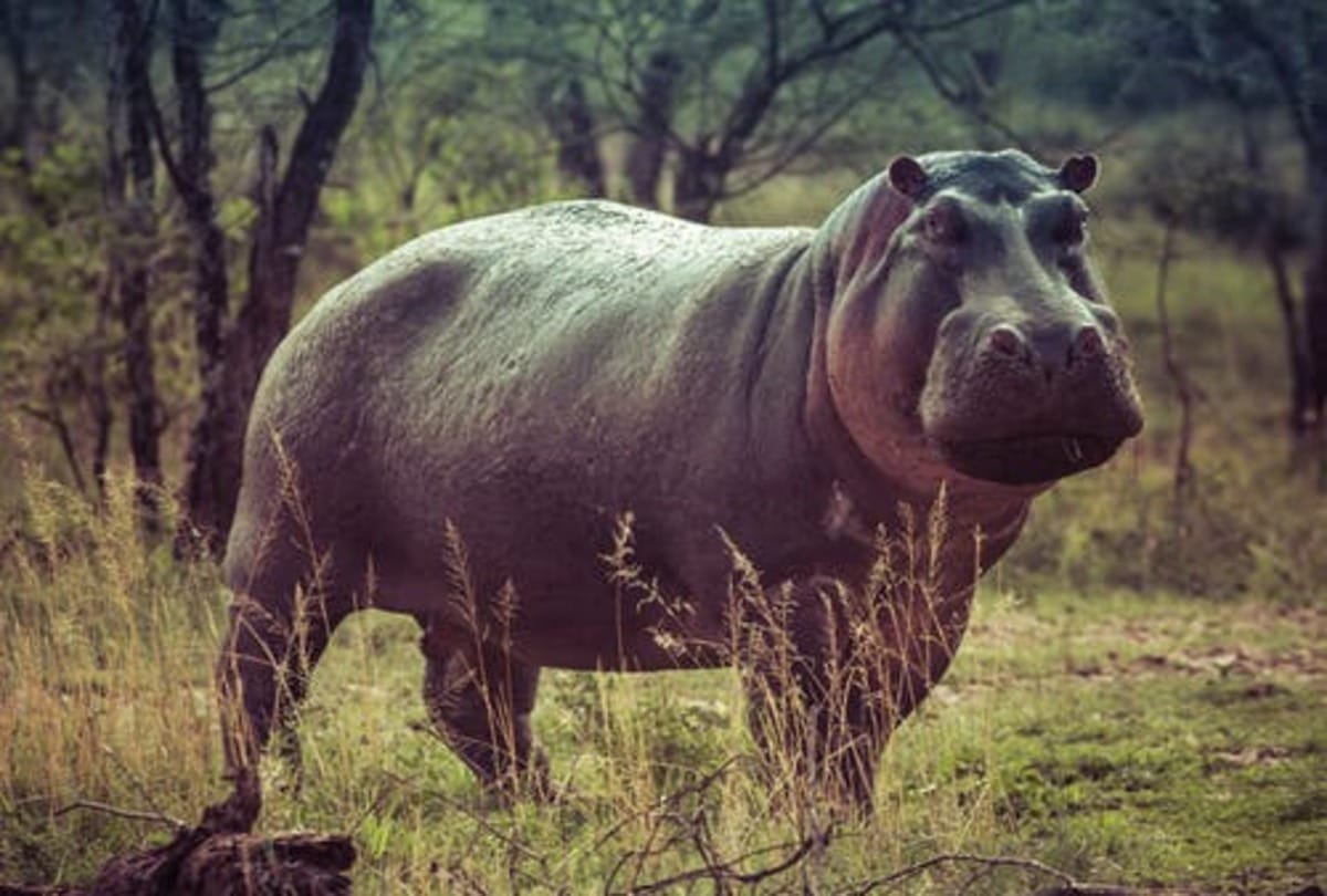 worlds strongest animal on earth who can lift hundreds of kilo weight know about them