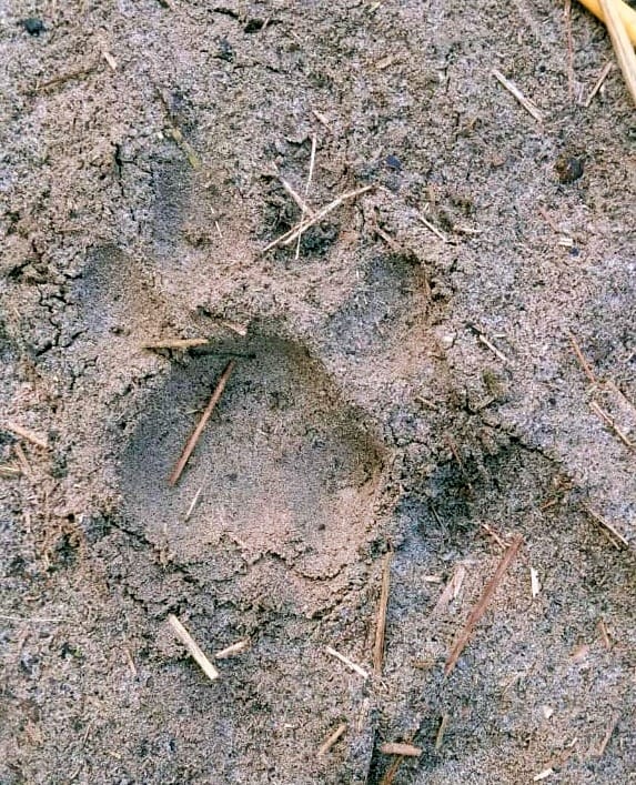 wild animal