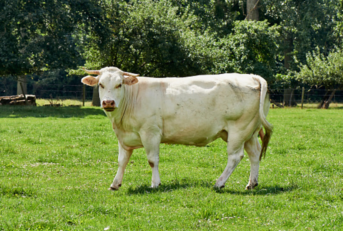 worlds strongest animal on earth who can lift hundreds of kilo weight know about them