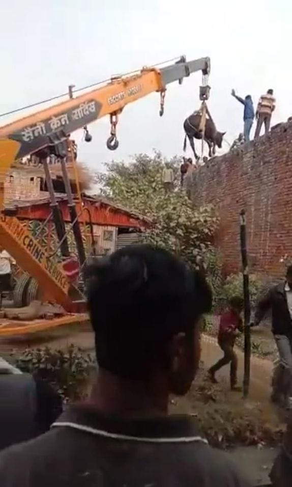 The bull climbed on the roof, became curious