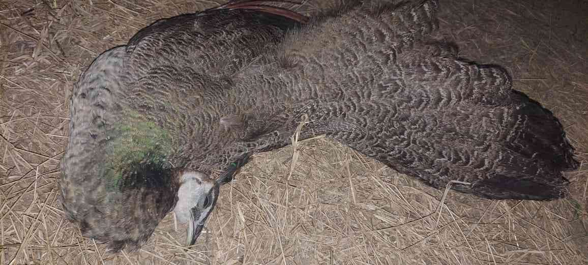 Ballabhgarh: Seven peacocks found dead in suspicious circumstances, samples sent for investigation