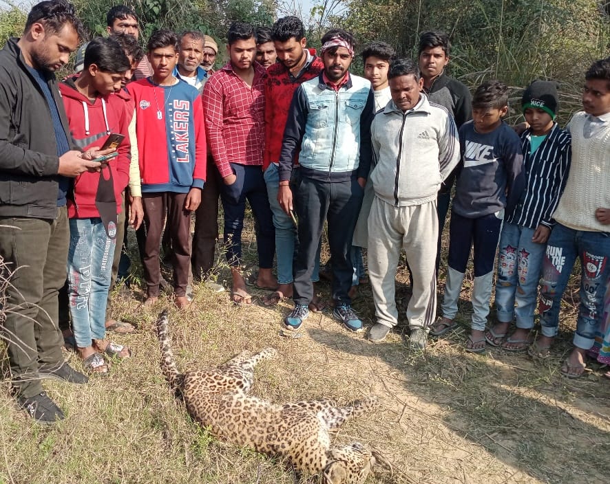Guldar cub found dead in Sarwanpur
