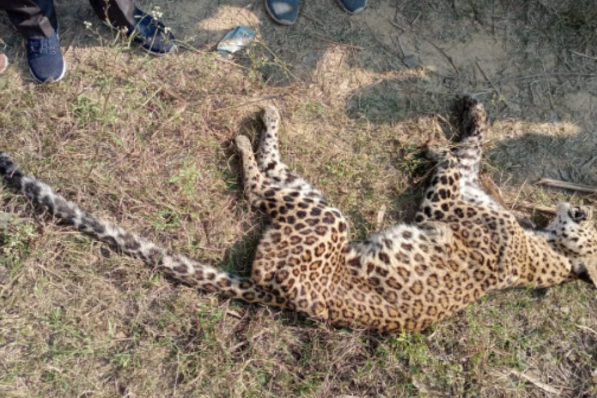 Bijnor: Sensation of Guldar dead body found in Najibabad, injury mark found in leg