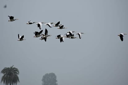 birds(सांकेतिक तस्वीर)