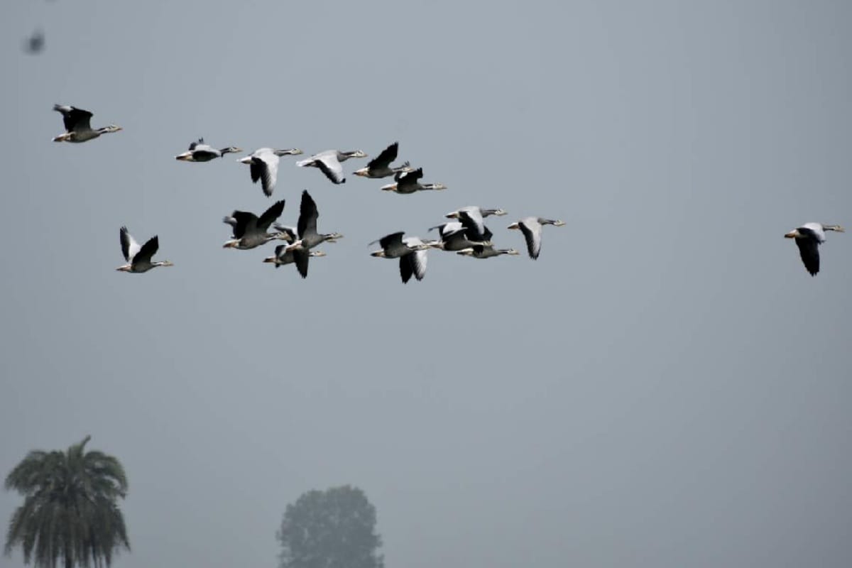 Merlin app giving information about birds in local languages news in hindi