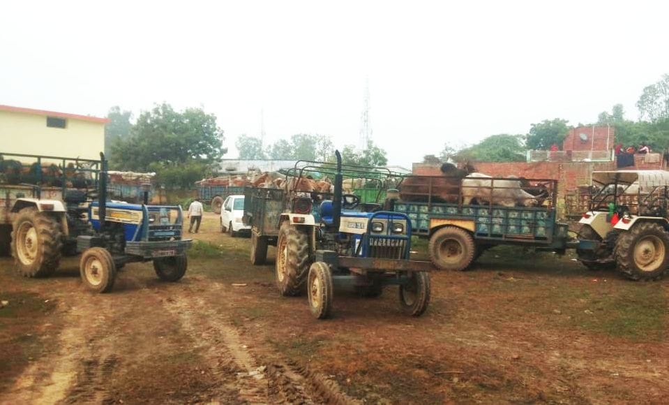 farmers and villagers dispute due to  cattles