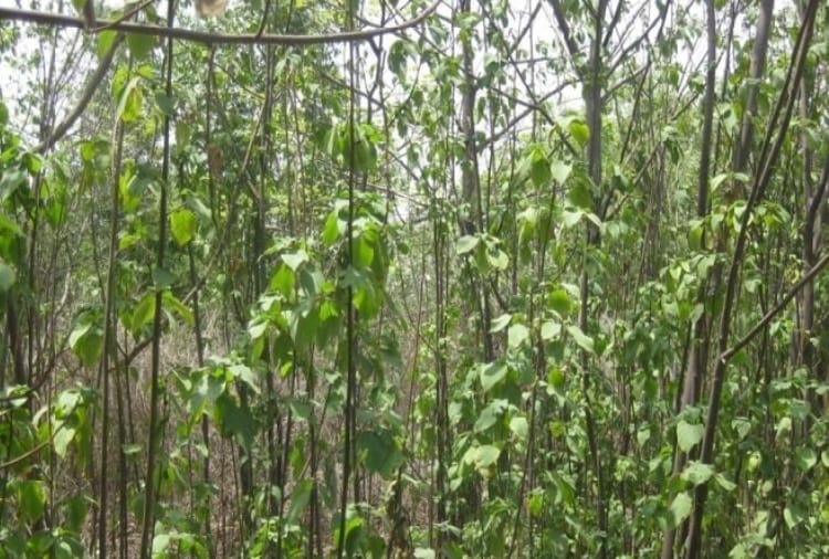 Tamarind and Kachnar trees are no longer visible in Chandigarh
